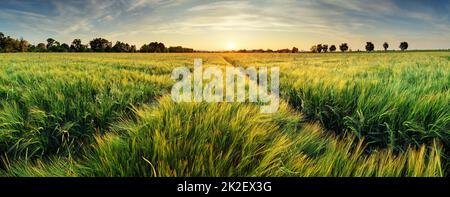 Rural landscape with wheat field on sunset Foto Stock