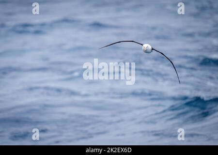 L'albatross nero scorre sul mare verso la fotocamera Foto Stock