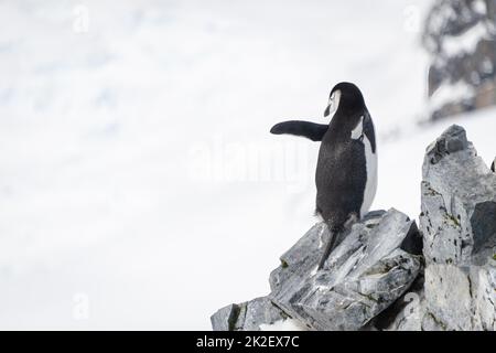 Pinguino con cinturino da cinetto che si equilibra sulla roccia guardando indietro Foto Stock