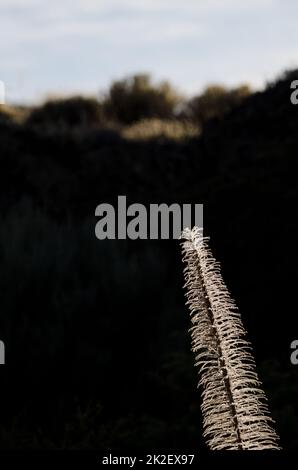 Torre essiccata di gioielli contro la luce. Foto Stock