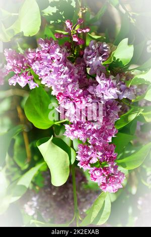 Terry lilla (doppia) rosa-viola pallido Foto Stock