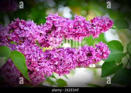 Terry lilla (doppia) rosa-viola pallido Foto Stock