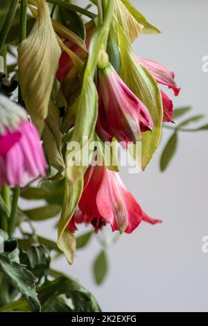 I fiori appassiti nei toni della lavanda viola rossa mostrano fragilità di vita e di momentariness dell'essere umano con i petali pendenti dei fiori dei petali in macro primo piano vista vaso del fiore marcio Foto Stock