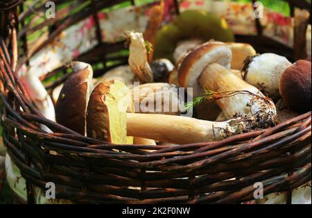 Cesto pieno di prodotti freschi i funghi porcini in foresta Foto Stock