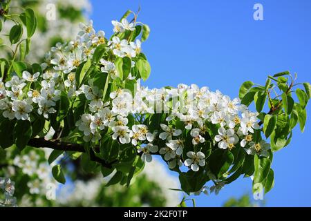 Molla dello sfondo. Bellissimo il ramo pear tree blossoms contro uno sfondo blu Foto Stock