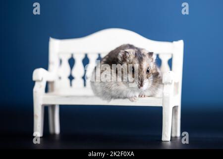 Carino criceto animale domestico su una panca Foto Stock