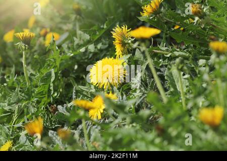 Il giallo dei fiori di tarassaco (Taraxacum officinale). Il tarassaco dello sfondo dei campi sulla molla giornata di sole. Fioritura di tarassaco. Foto Stock