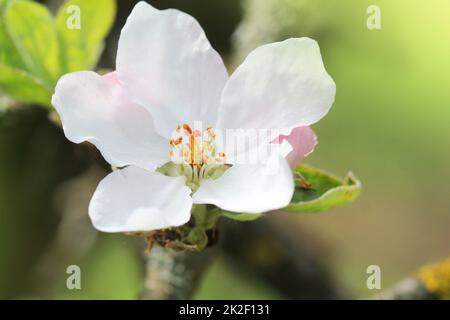 La molla apple blossom sfondo. Natura bella scena con albero in fiore su sfondo verde. Fiori di Primavera Foto Stock