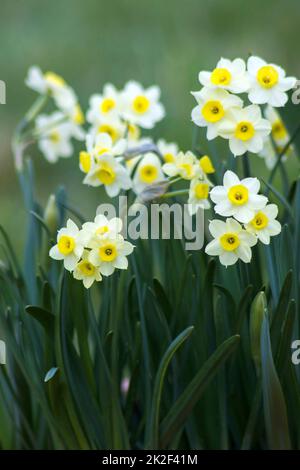 il daffodil fiori in un parco - fuoco morbido Foto Stock