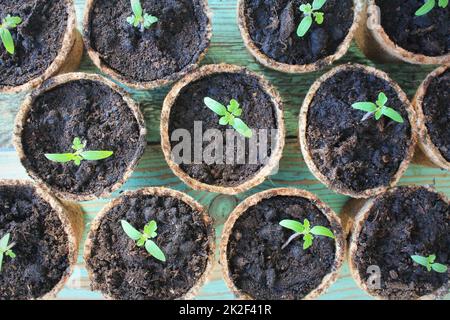 Germogli giovani di pomodoro nelle pentole di torba. Concetto di giardinaggio. Vista dall'alto. Foto Stock