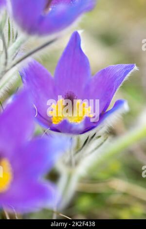 Pasque Flower, Parco Nazionale Podyji, Moravia Meridionale, Repubblica Ceca Foto Stock