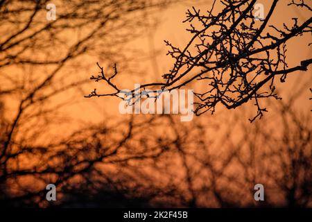 Primo piano di rami di melo e ramoscelli Foto Stock