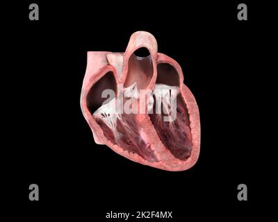 anatomia del cuore umano. Diagramma informativo che mostra il flusso sanguigno con le parti principali etichettate. sezione cardiaca anatomica, ventricolo destro e sinistro e setto, valvola cardiaca, attacco cardiaco, problemi cardiaci, rappresentazione 3d Foto Stock