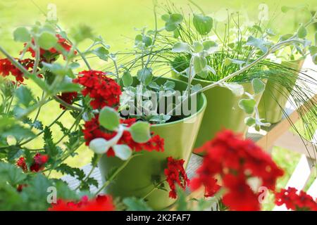 La verbena fiori in vaso sul terrazzo Foto Stock