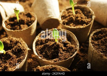 Giovani freschi Vivaio Coltivazione in vasi Foto Stock