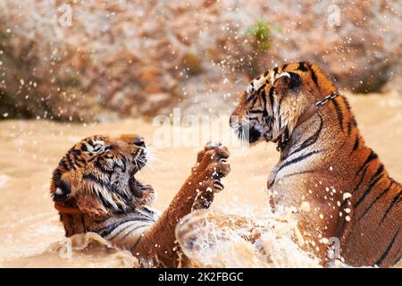 Tiger sport acquatici. Tigers giocosamente lotta in acqua. Foto Stock