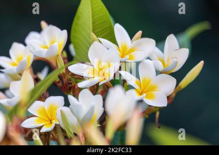 White plumeria fiore nel giardino della natura Foto Stock