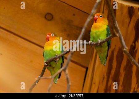 Pappagalli allo zoo, Jihlava, Repubblica Ceca Foto Stock