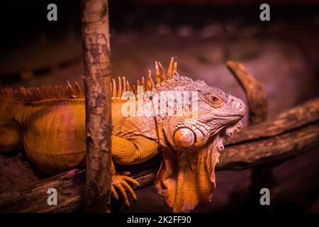 Imponente iguana nera a coda di lucertola Foto Stock