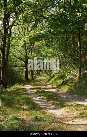 Esplora la campagna. Una strada di campagna che si standa attraverso un paesaggio pittoresco. Foto Stock