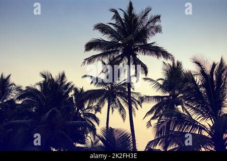 Proprio come dovrebbe essere una vacanza tropicale. Immagine in stile retrò di palme dalle sagome contro un cielo oscuro. Foto Stock