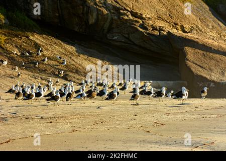 I gabbiani poggiano sulle rocce e sulla sabbia alla spiaggia del Diavolo Foto Stock