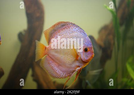 Ritratto di un bel disco colorato cichlid in un acquario di blackwater. Foto Stock