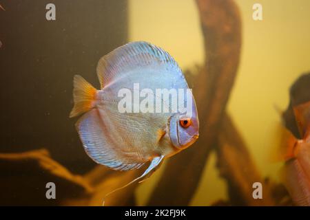 Ritratto di un bel disco colorato cichlid in un acquario di blackwater. Foto Stock