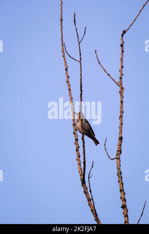 Una canzone thrush, thrush sui rami di un albero. Foto Stock