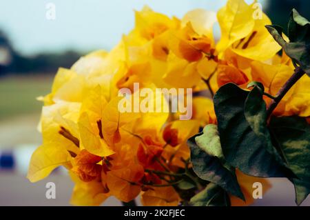 Bougainvillea fiore giallo colorato ornamentale vite closeup pianta. Vista ad angolo alto. Isolato dalle foglie verdi. Sfondo della natura Foto Stock