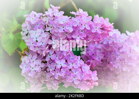 Fiori di lilla ordinaria (latino Syringa vulgaris) di colore lilla Foto Stock
