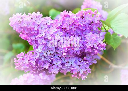 Fiori di lilla ordinaria (latino Syringa vulgaris) di colore lilla Foto Stock