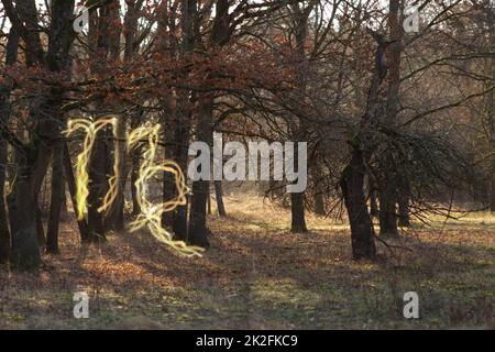 segno zodiaco virgo in una radura di foresta illuminata dal sole Foto Stock