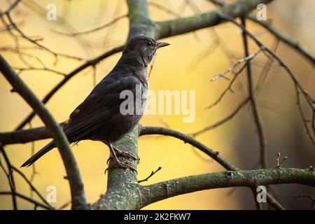 Comune blackbird seduta sul legno in autunno natura. Foto Stock