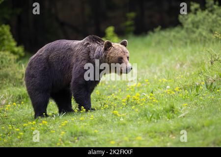 Grande orso marrone in piedi su fiori selvatici in primavera Foto Stock