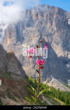 Martagon giglio fiore in una montagna Foto Stock