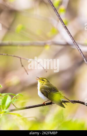 Willow Warbler cantare in una foresta lussureggiante in primavera Foto Stock