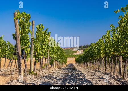 I vigneti più famosi della Toscana vicino a Montalcino in Italia Foto Stock