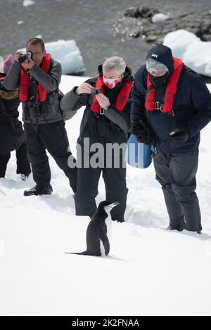 Pinguino da cinta vicino ai fotografi sulla neve Foto Stock