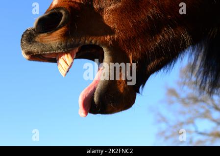 Aprire la bocca di un cavallo marrone come un primo piano dal lato Foto Stock