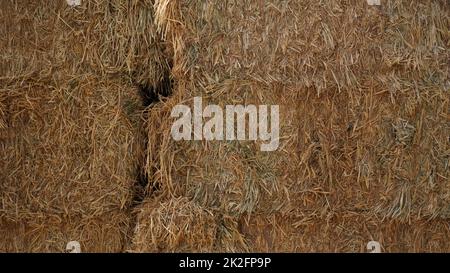 Deposito di fieno con balle raccolte di fieno per bestiame bovino. Cappottino agricolo con balle quadrate fieno in estate Foto Stock