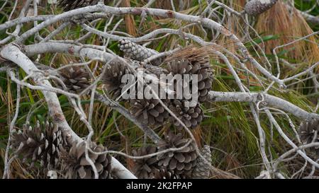 Particolare di rami di pino con coni di pino secco Foto Stock