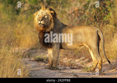 Grande leone africano maschile in habitat naturale Foto Stock