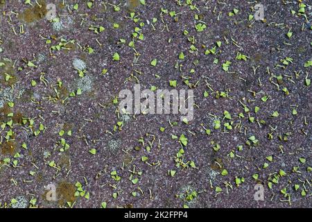 Vista dettagliata su superfici asfaltate di strade e strade diverse con crepe Foto Stock