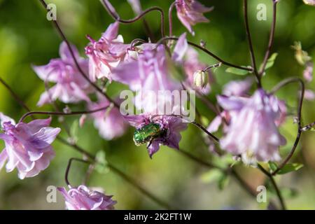 Due Golden Rose Beetles foraggio su fiori rosa Foto Stock