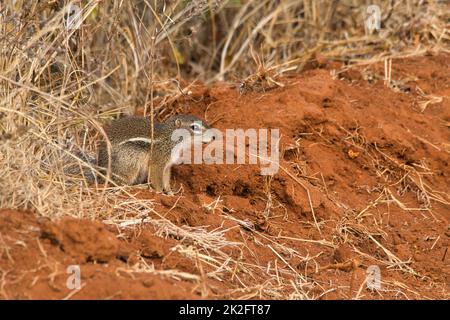 Scoiattolo a righe, eritropus Xerus, nel Parco Nazionale di Tsavo Ovest in Kenya. Foto Stock