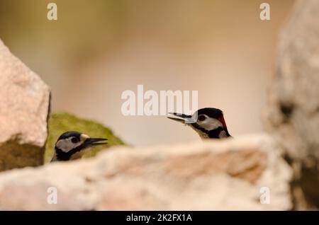 Grandi picchiettoni macchiati. Foto Stock