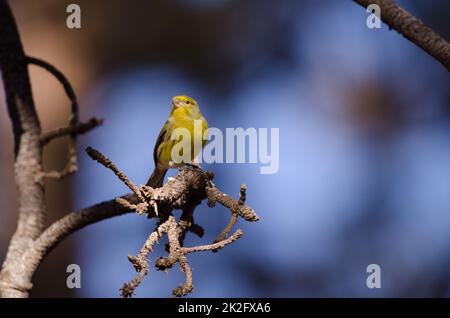 Canarie Atlantico Serinus canaria. Foto Stock