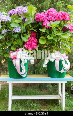 Ortensia fiori - Hydrangea - come giardino decorazione. Regalo romantico e delicato. Foto Stock