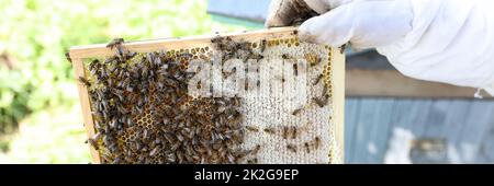 Lavoro di apicoltore in un vestito protettivo a distanza Foto Stock